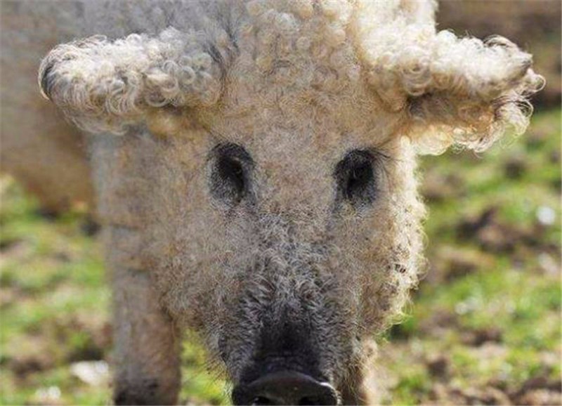 家猪身上长满卷毛,毛绒绒酷似绵羊,网友:你是被羊精附体了吗