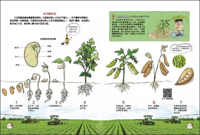 植物生长连环画4图图片