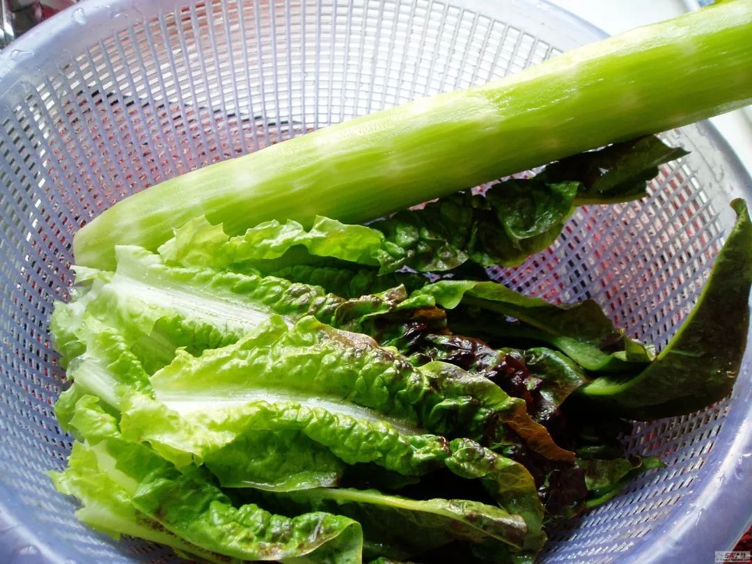 【養生】多吃這種千金菜,三高降得快!營養專家也推薦!_萵筍