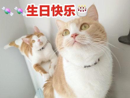 猫猫过生日表情包图片