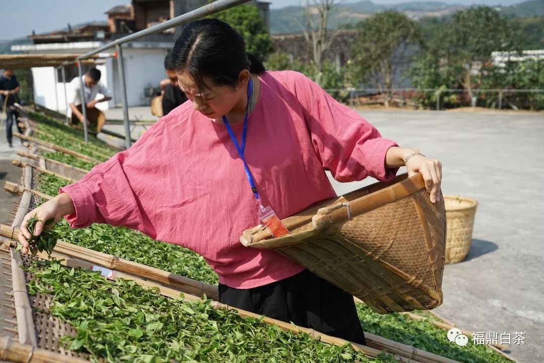 茶讯 第二届福鼎白茶传统工艺制茶大师暨首届制茶能手评选今日开赛