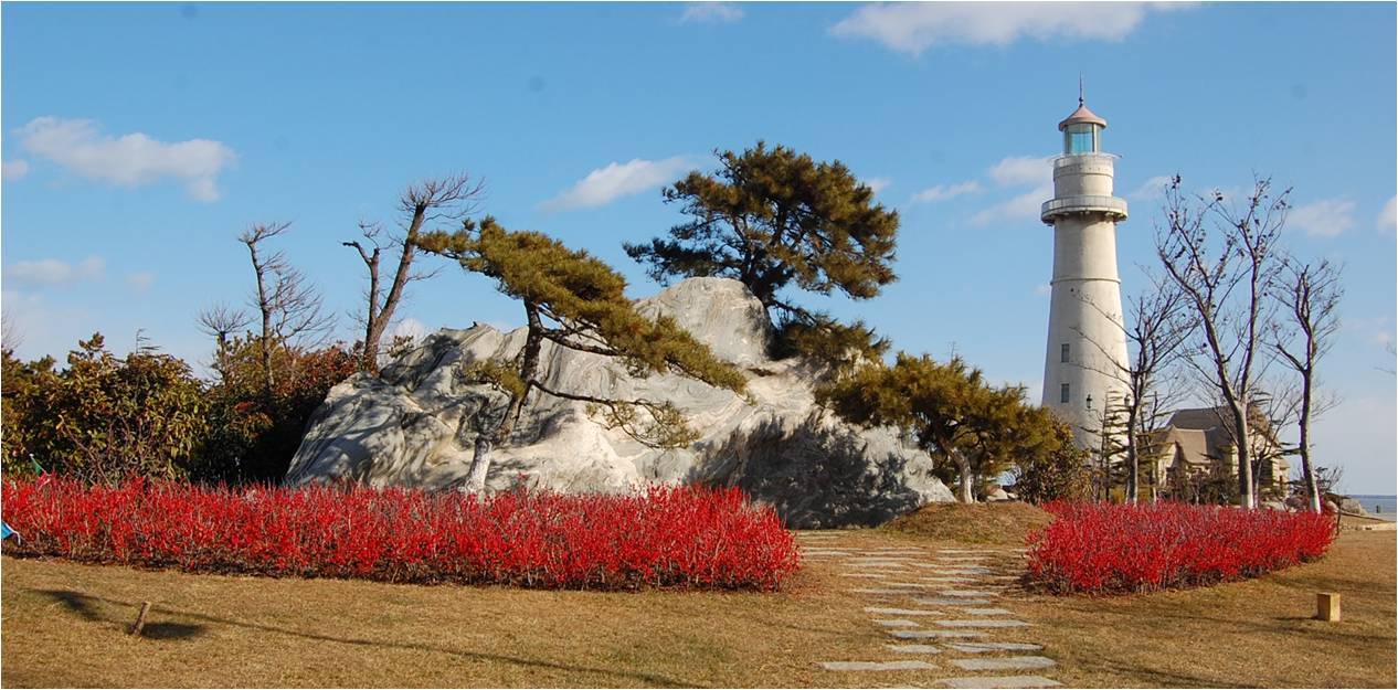 威海北美冬青基地图片