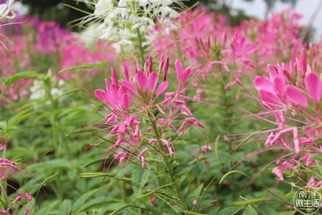 南潯市民廣場3500平醉蝶花海迎來最美盛花期,週末賞花去_ 醉蝶花