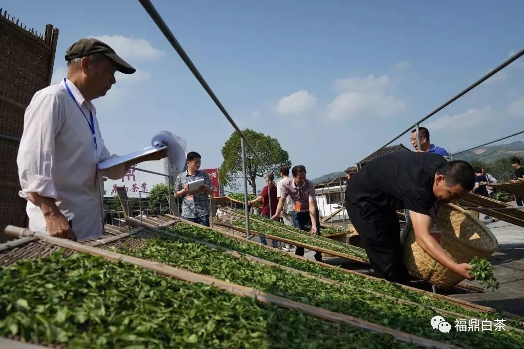 今日头条第二届福鼎白茶传统工艺制茶大师暨首届制茶能手评选开赛