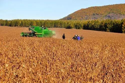 黑龙江大豆价格(2023年黑龙江大豆价格)