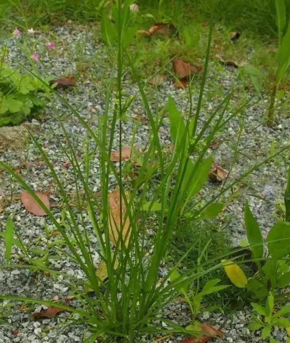 湿生植物香附子是杂草也是药草