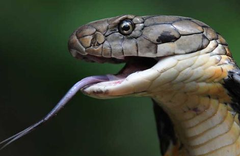 世界上最恐怖的蛇王图片