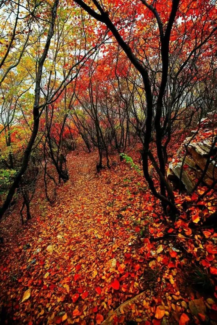 淄川土峪村风景区红叶图片