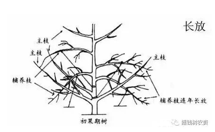 1,什么叫长放四,长放疏剪对萌芽力,成枝力强,枝条较密的树种.