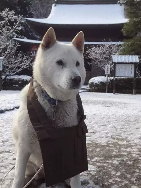 纪州犬 幼犬图片