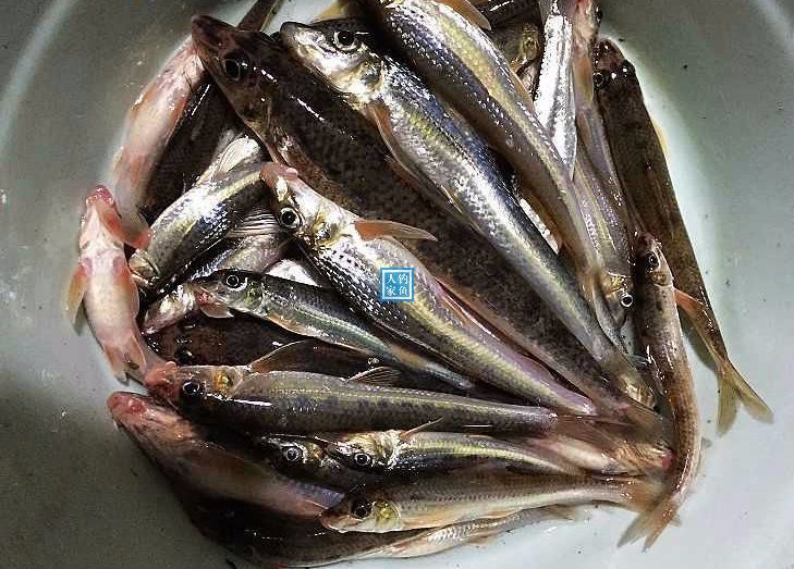 長江碼頭釣魚收穫滿滿一盆的船丁魚釣法教學墜前鉤及墜後鉤