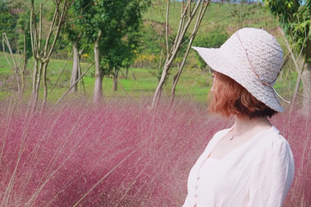 免費樂山驚現抖音網紅粉色花田城區出發30分鐘飆攏少女心爆棚啦