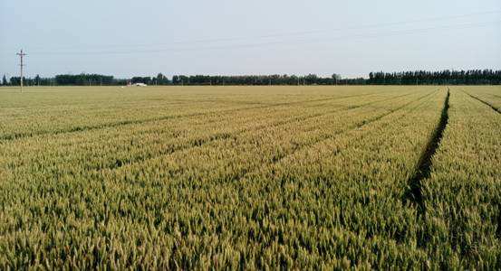 西农511小麦品种咋样图片