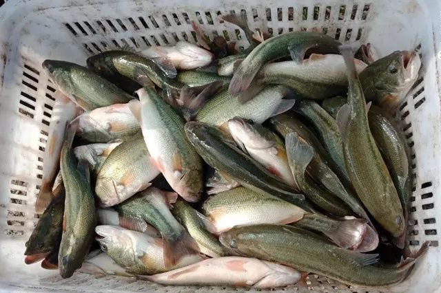 到今年8月下旬,兰老板的这口7亩的池塘出了37000斤鲈鱼