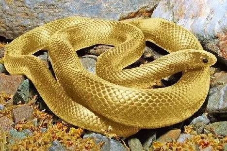 世界上十大最美的蛇图片