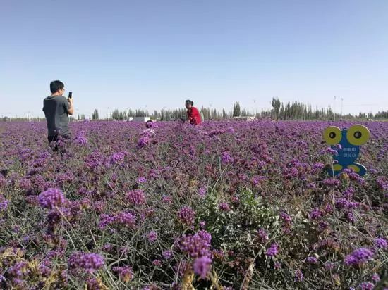 尉犁县花海图片