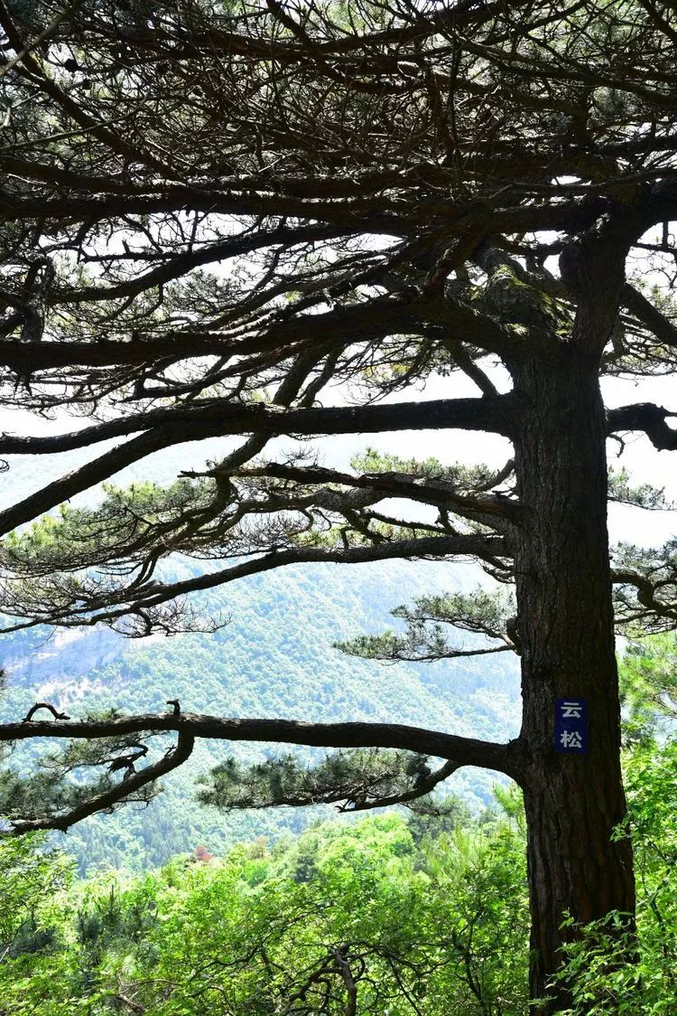 金寨五猴山风景区图片