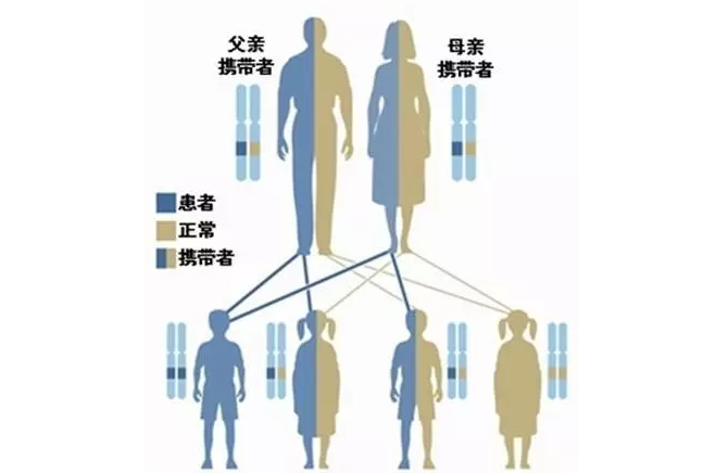 父母基因遗传规律图解图片