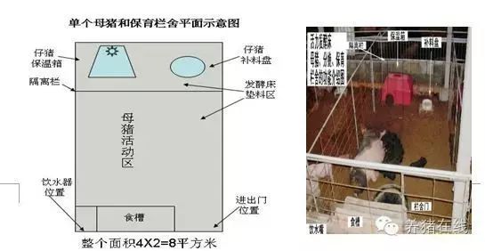 母豬舍的建設,你做對了嗎?這些你必須得知道!_設計