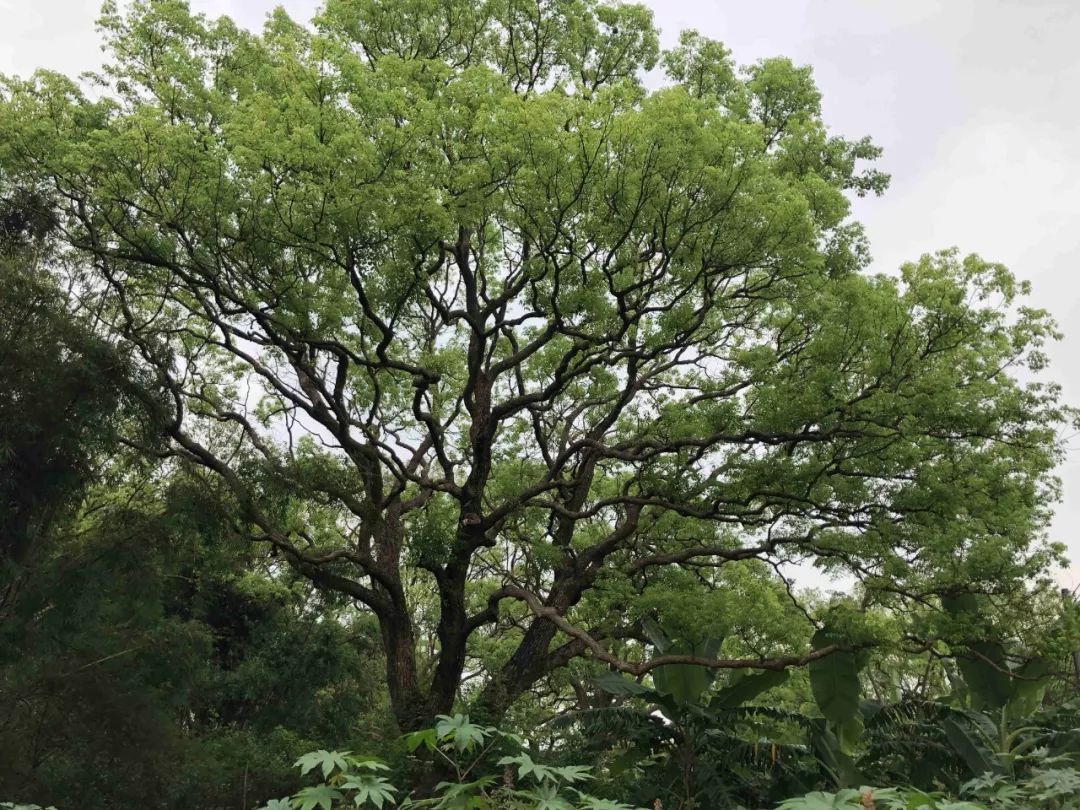 陽江香樟公園上榜省古樹公園建設試點地點高垌村