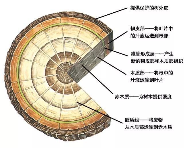 下图是一幅阔叶树树干的剖面图