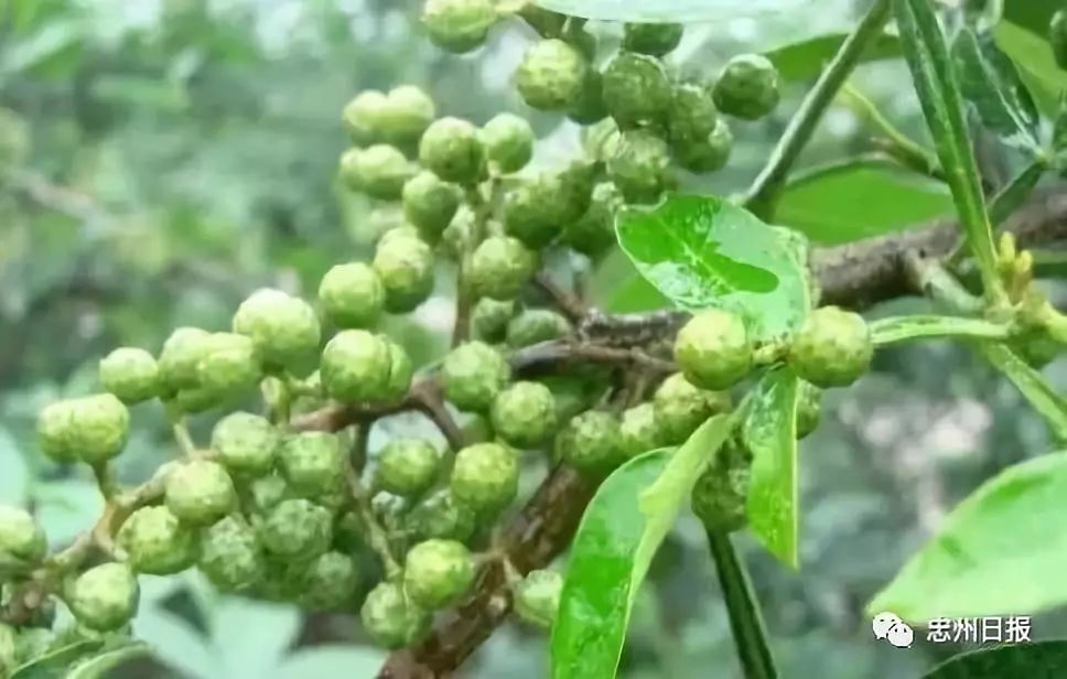 网友e家亲采购山货献爱心扶贫志愿行动邀您走进三汇镇寨坪村