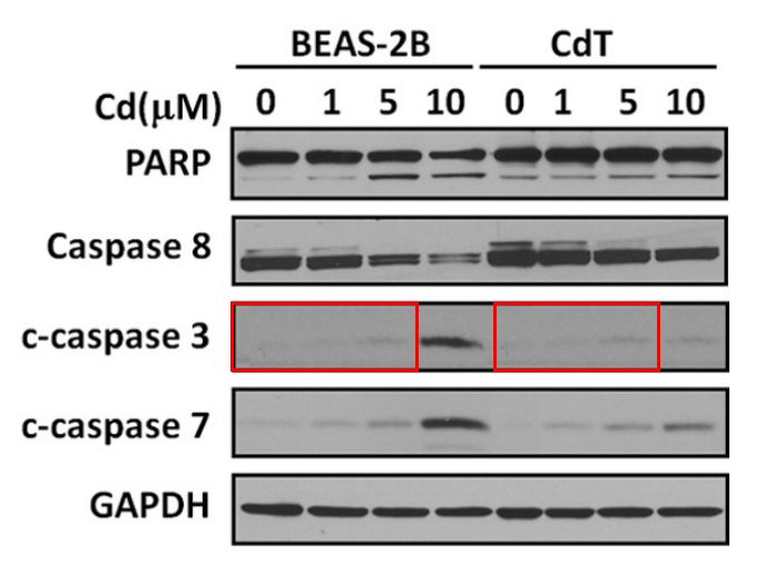 caspase9条带图片