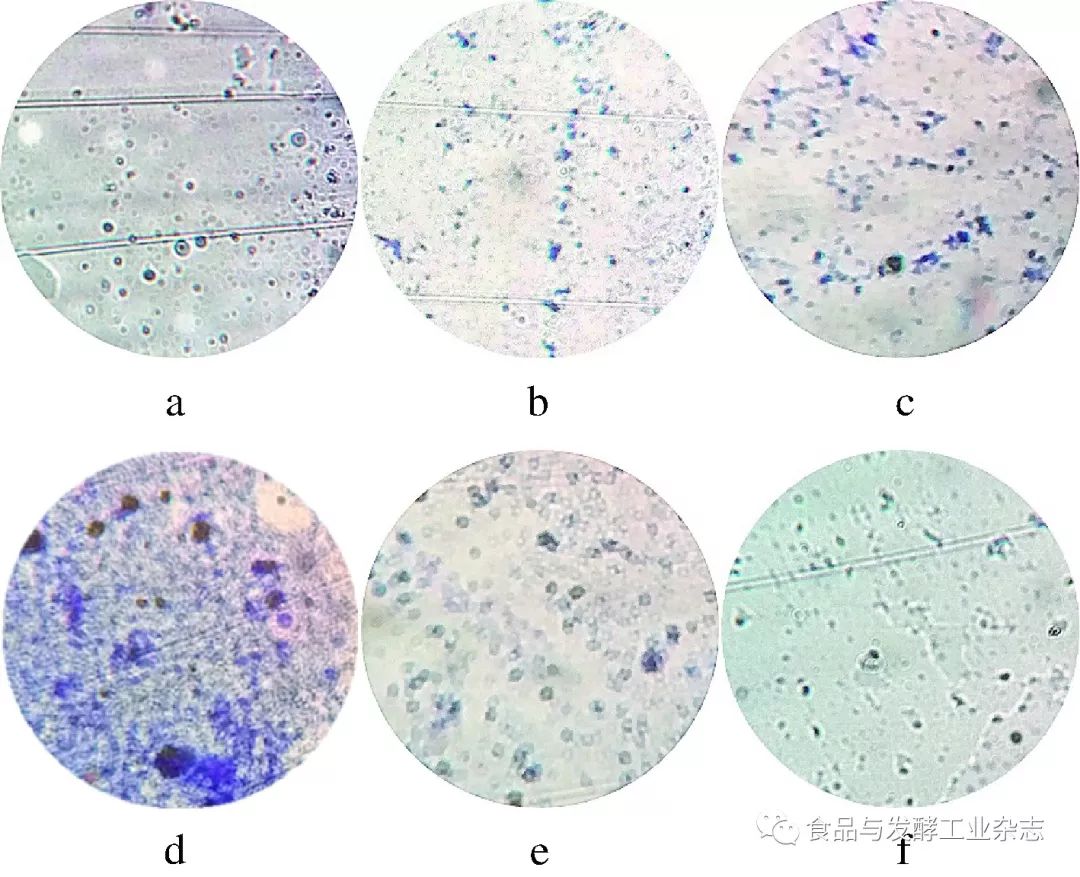 结晶紫染色法测生物膜图片