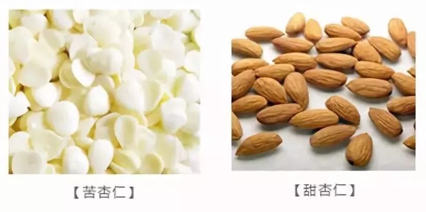 白果与杏仁的区别图片图片