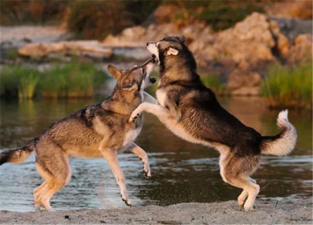 捷克狼犬打架图片