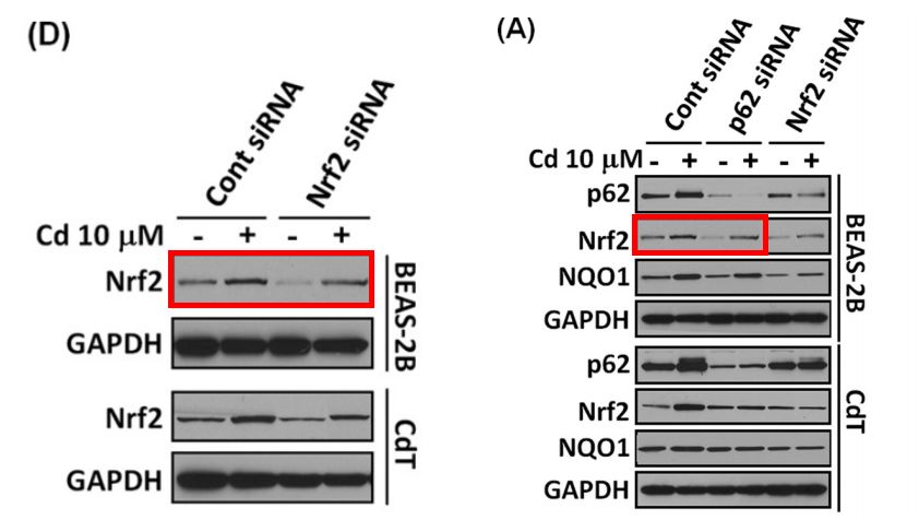 caspase3条带图片