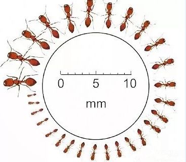 危险这种蚂蚁在蒙自毒性强可致命已有人被叮咬后身亡