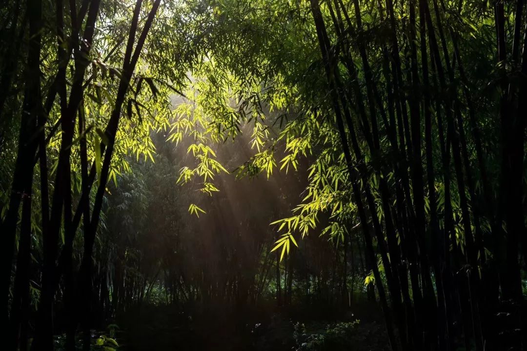 林茂竹翠,滿山遍野沿途山高草密是一條經典的山野路線行走於竹林之間