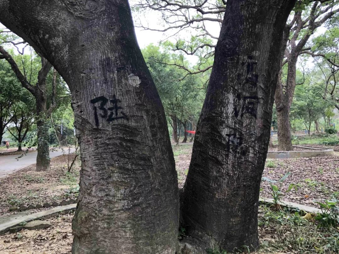 陽江香樟公園上榜省古樹公園建設試點地點高垌村