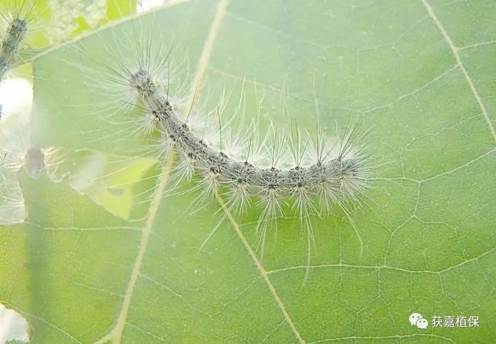 柑桔潰瘍病菌,水稻細菌性條斑病菌;真菌:黃瓜黑星病菌,香蕉鐮刀