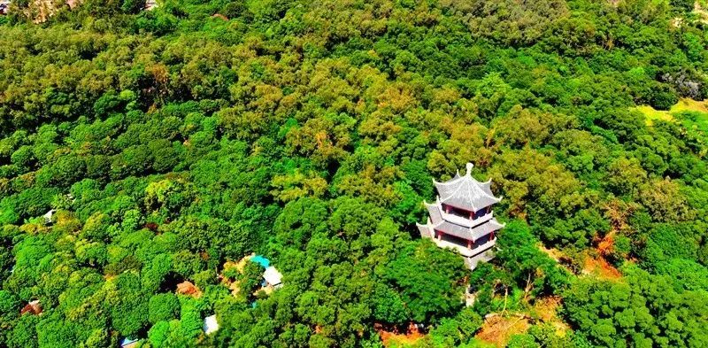 大嶺山森林公園)雲霧山頂醉美茶園(地點:新圍社區)來源:厚街發佈圖