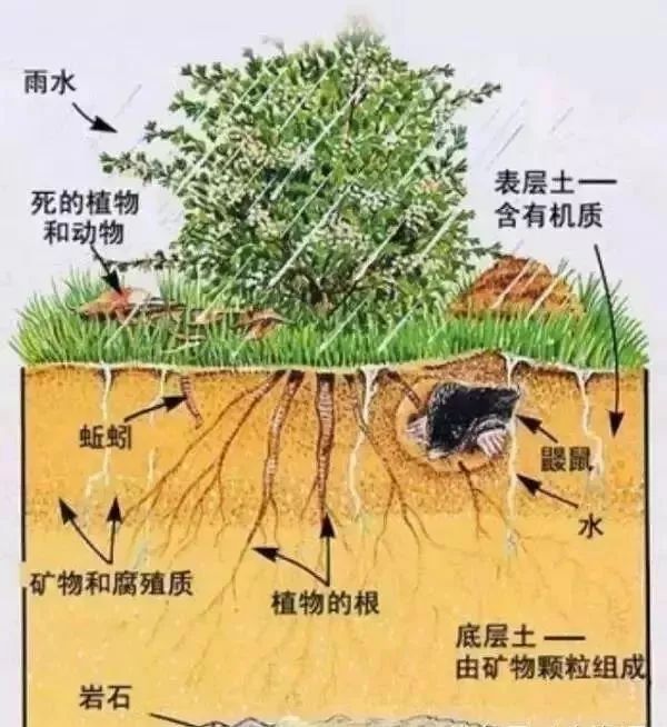 土地肥不肥關鍵看它比氮磷鉀更重要