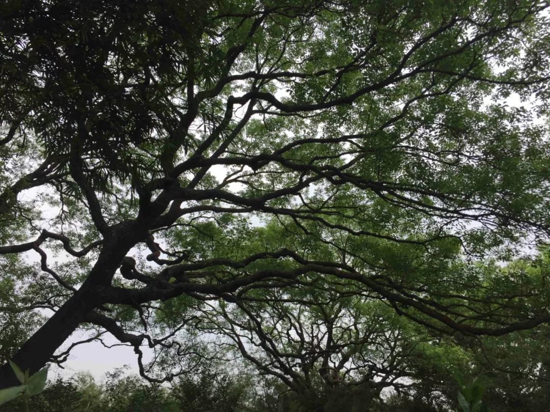 陽江香樟公園上榜省古樹公園建設試點地點高垌村