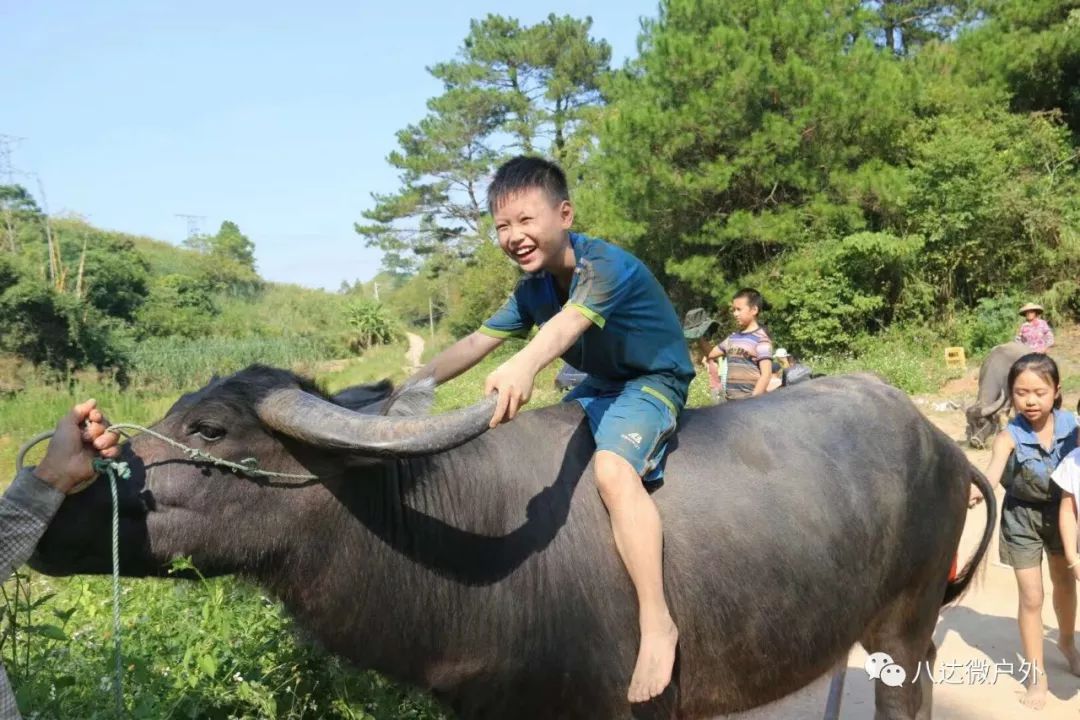 农村小孩骑牛图片图片