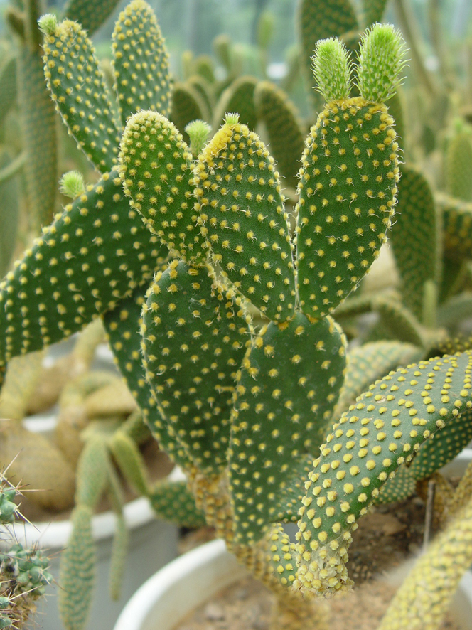 仙人科植物大全集图片