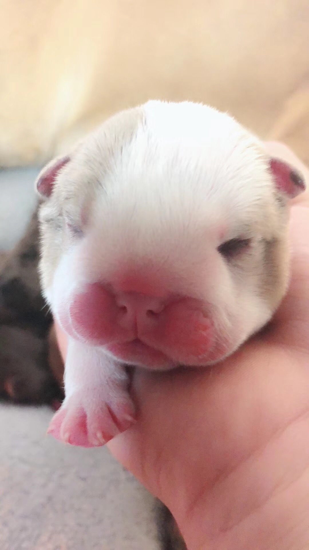 刚出生一天的小奶狗好萌好可爱!
