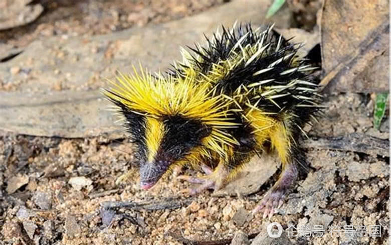 太不可思議了長得這麼神奇這些竟然都是地球生物