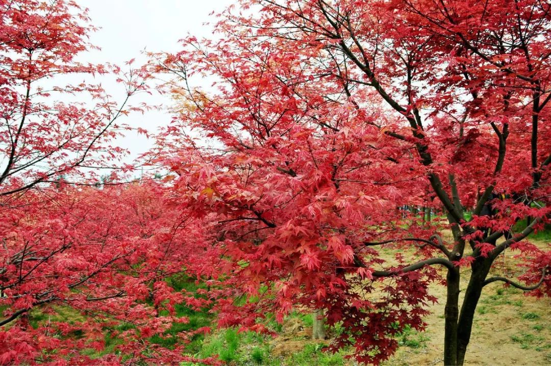 (10月15號)_ 什邡·紅楓林