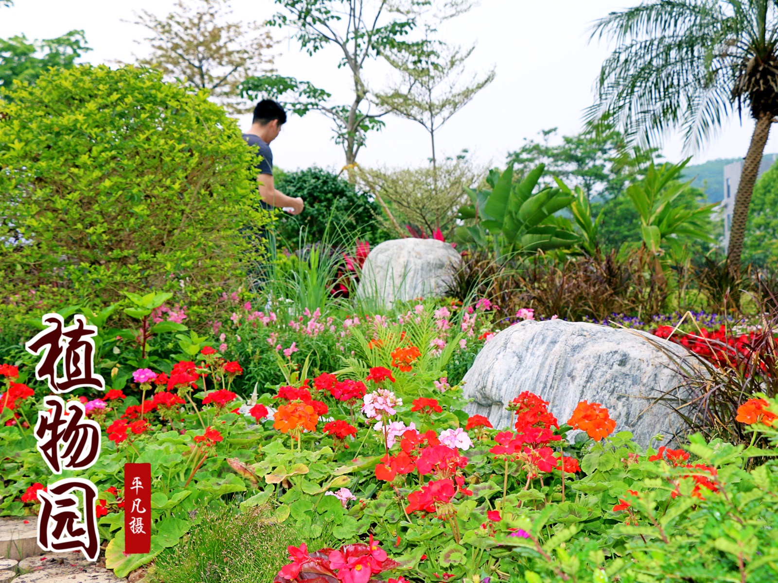 东莞植物园全景图图片