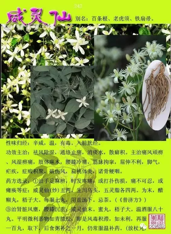 常用中草药300种图谱(收藏)