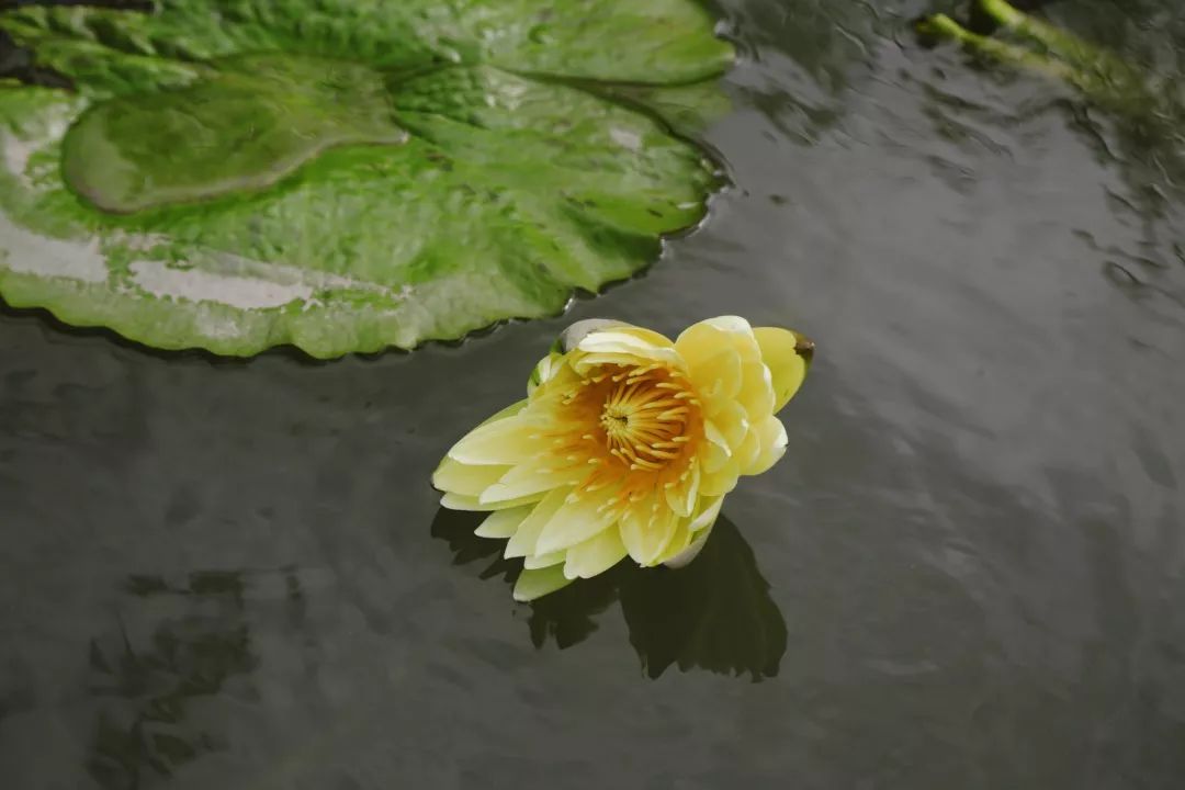 张家港七彩莲园图片图片