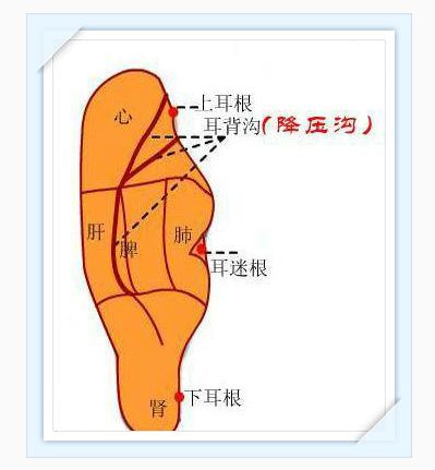 耳朵上方是啥部位图解图片