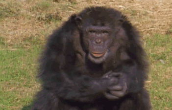 大猩猩捶胸 gif图片