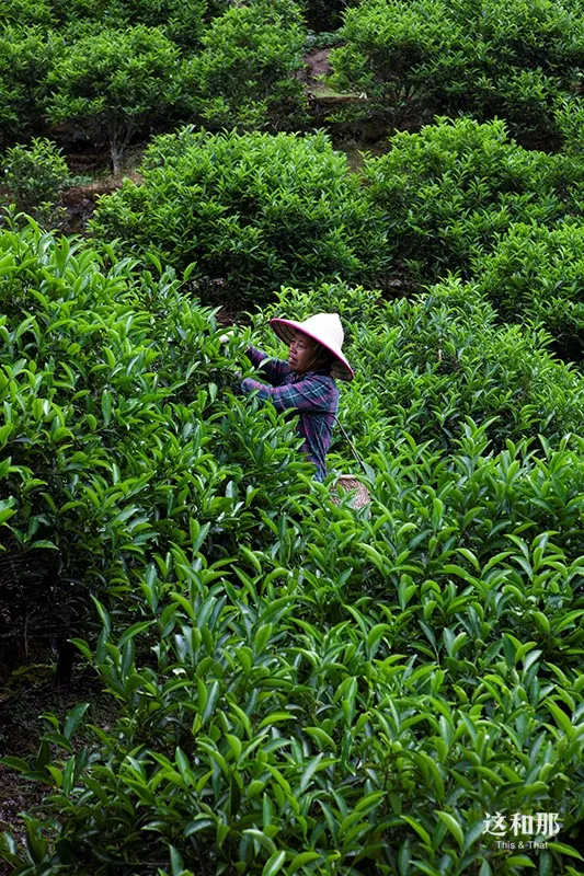 单丛暑|1座凤凰山的100种口味