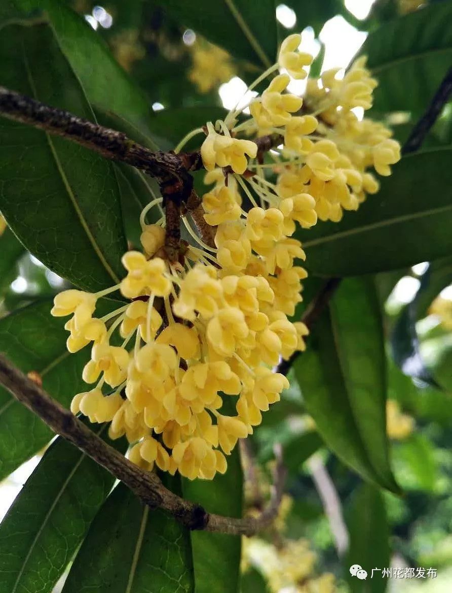 去哪兒秋意濃泡溫泉打卡粉色花田桂花園8大書店4大古村